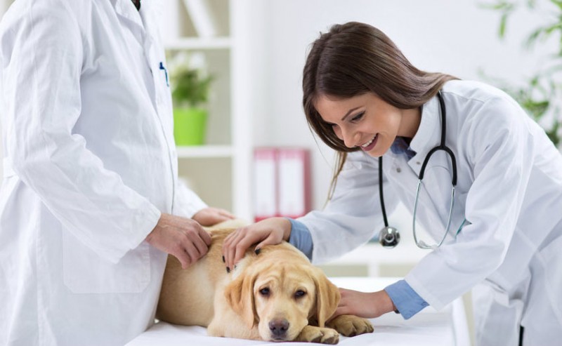 Auxiliar Veterinário